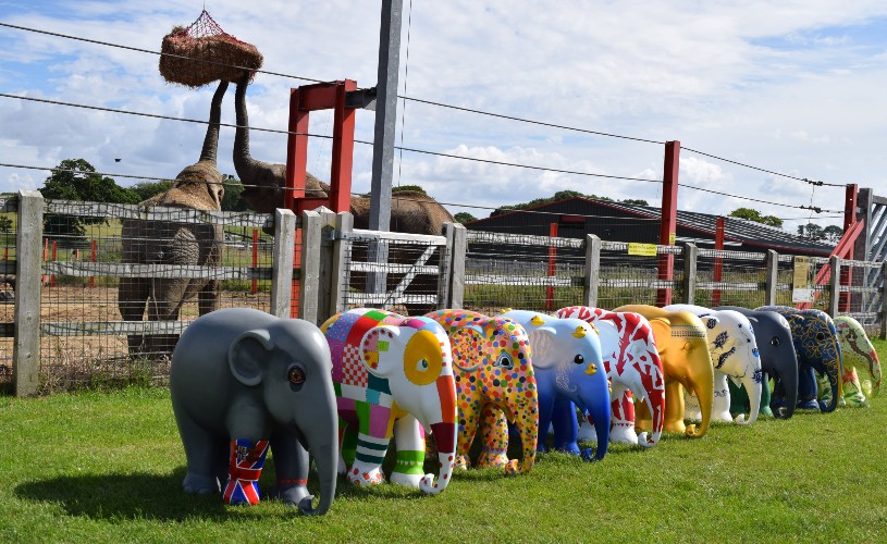Elephant Parade at Noah's Ark Zoo Farm